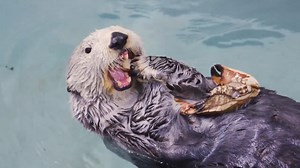 You Can Tour The Zoo For Free Right Now — Virtually