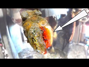 WHAT IS THAT!? - PEELING COWS FEET ... & FIXING BULLS HOOVES.