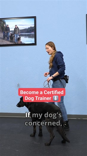 Become a Certified Professional Dog Trainer! We are so excited to announce our NEW Professional Dog Training Certification Programs. These certification programs will be a excellent fit for an average dog owner looking to start a career in dog training or for professional dog trainers looking to add more certifications to their tool box. We are currently running a soft launch until January 15th, 2025 with huge discounts. The programs will officially launch on January 15th, 2025 Start Your Career