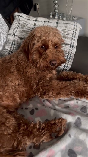 What it’s like owning a Cockapoo #dog #cockapoo #cockapoopuppies #shorts