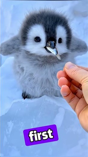 Baby Penguin's FIRST Steps Are SO CUTE!