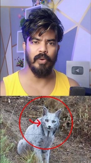 World’s First leucistic Iberian Lynx Found in Spain! #shorts