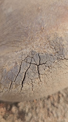 How a Hadza Hunter’s Foot Tells the Story of the Wild #HadzaCulture #BushLife #SurvivalSkills #TribalHeritage #AfricanStories #NatureLifestyle #SavannahLiving #WildExperience #CulturalRoots #NativeLife | Hadzabe Icon