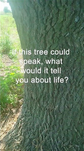 If this tree could speak, what would it tell you about life? #tree #nature #quote #motivation