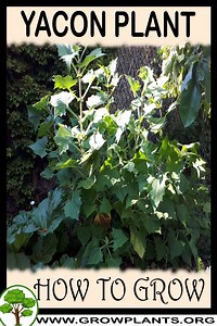 Yacon plant - How to grow & care