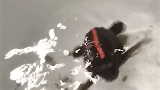 82K views · 570 reactions | These sea turtles dance for joy when they magnetically sense it’s snack time. Learn more: https://scim.ag/4b2OSvA | Science | Facebook