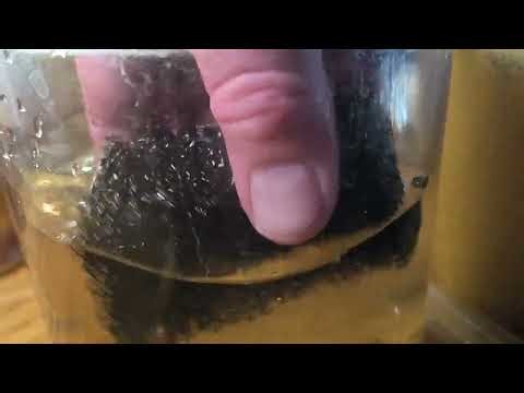 Scud's!!! How to start and successfully maintain a Scud culture my way! Part 1