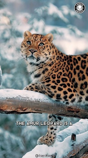52K views · 4K reactions | Amur Leopard  The Most Endangered Big Cat #amurleopard #leopard #amurleopards #endangeredspecies #leopards #amurleopardcat #wildanimals #endangeredspecies #endangeredwildlife #felino | 1 Minute Animals | Facebook