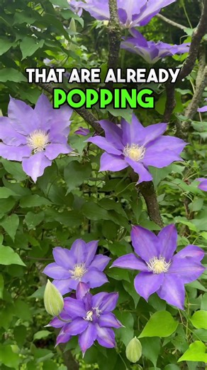 Clematis Transformation: 2022 vs 2024 Planting