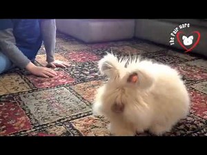 The Fair Hare English Angora