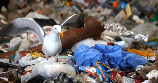 How dangerous are microplastics?