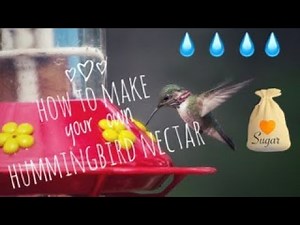How to make hummingbird food at home | Homemade nectar
