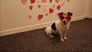 14K views · 868 reactions | Sam had the honor- to get to pick Chloe's Canine Collection Valentine giveaway winners! <3 | Sam & Marshall | Facebook