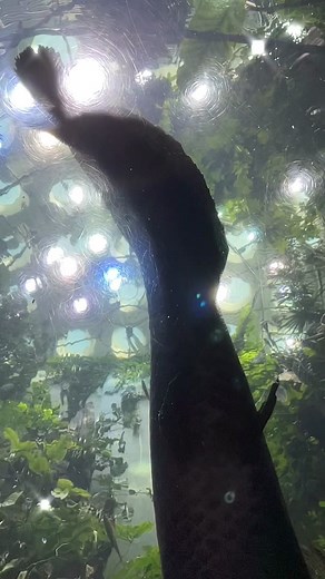 drop more positive affirmations for our animals in the comments (we’ll be sure to tell them) 🧘☮️ #meditation #peace #animals #aquarium #fish #frog #insects #snake #positiveaffirmations