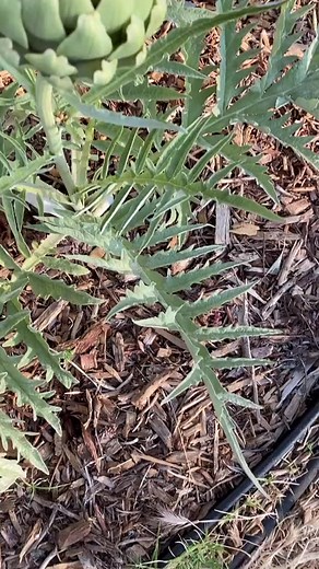 artichoke flowers are awesome #garden #garden #nature #flowers #gardening #plants #flower #photography #naturephotography #green #love #gardenlife #summer #gardendesign #jardin #garten #beautiful #landscape #spring #photooftheday #plant #flowerstagram #gardeninspiration #home #art #instagood #plantsofinstagram #flowersofinstagram #naturelovers #macro #mygarden | Garden Time Tip