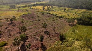 Earth currently experiencing a sixth mass extinction, according to scientists | 60 Minutes - The Global Herald