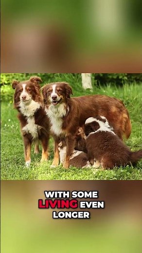 Australian Cattle Dog: 16+ Years of Tough, Loyal Companionship! #shorts