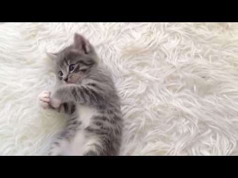 CUTE grey kitten playing
