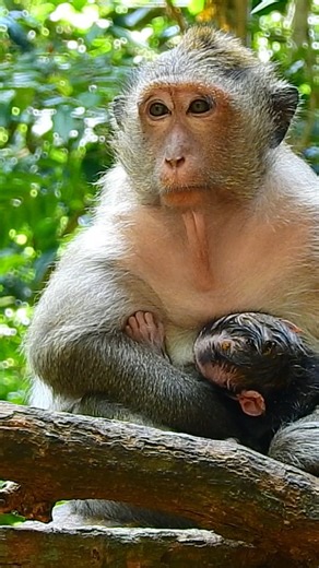 Where I can’t see it I drink less When I delete social media apps from my phone it can be weeks before I download | Baby Monkey