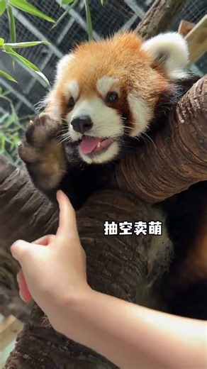 Scratch the soles of the red panda s feet#Red panda#The growth of the red panda #A gre