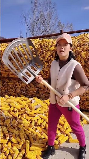 Rural Farmer #countrylife #satisfying #farmlife #agriculture # 100803