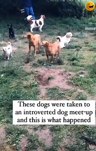 A dog park for introverted dogs 🐕 😂 #fyp #trending #viral #FreedomChasers #reaction #parody #funny #comedy #lol #haha #wild #dogs #dogpark #introverts | Freedom Chasers