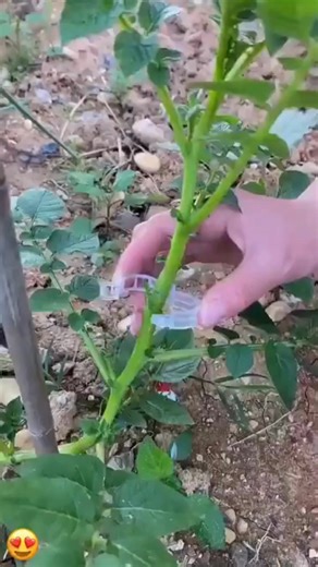 46K views · 2.4K reactions | Make gardening so much easier!  Introducing Plant Support Clips — the simple clip-on solution that keeps your tomato, money plant, rose, and vine stems upright and healthy. No more messy strings or damaged stems — just clip it and forget it! ✅ Gentle grip – won’t hurt your plants ✅ Reusable & weatherproof ✅ Keeps your garden neat and organized | Finemart.in | Facebook