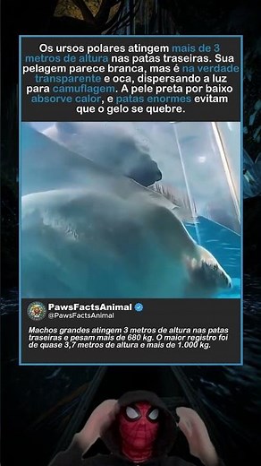 Os ursos polares podem atingir 3,7 metros de altura!