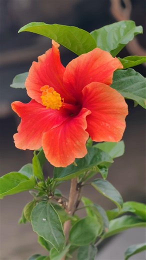 Single petals Orange hibiscus 🌺🌱 plant care tips using vermi compost soilmix | #gardening #plants
