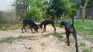 40 reactions · 5 comments | Food aggression is very common for good bloodline dogs. #Doberman #GuardDog #WatchDog | D. Kennel | Facebook