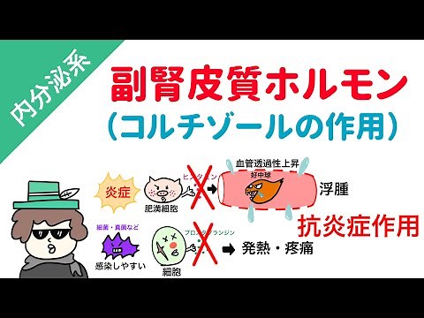 副腎皮質ホルモン（糖質コルチコイド・コルチゾールの作用）