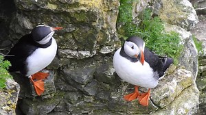 3.4K views · 354 reactions | Two Puffin at RSPB Bempton this tea time | Scarborough Porpoise | Facebook