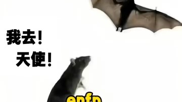 enfp和entp就这样低山臭水遇知音