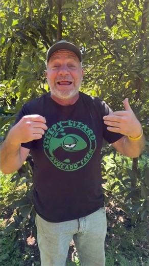 The black licorice avocado tree ￼