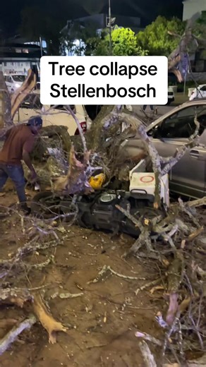 Tree Collapse Incident in Stellenbosch