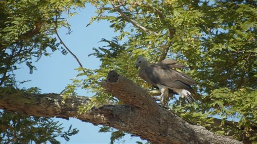 Bird, Eagle, Tree. Free Stock Video