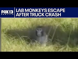 Lab monkeys escape after truck crashes in Mississippi | FOX 13 Seattle