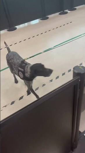 Airport Dog Leads Agents to Major Drug Bust - Drug Sniffing Dog finds drugs #Dogs #Shorts