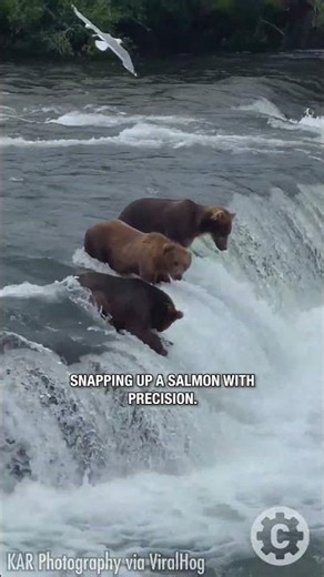 Salmon Run Showdown: Alaskan Brown Bears in Action! 🐻