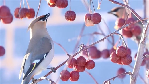 Flocks of bohemian waxwings, a nationally protected Class II species, were recently seen feeding in a crabapple orchard in Jimusar County, northwest China's Xinjiang. The winter migrants were joined by the rarely spotted fieldfare. The sightings reflect improved local ecosystems, as measures such as preserving fruit-bearing trees and reducing human disturbance have created better habitats for overwintering birds. #ChinaBiodiversity #PlanetMatters | CGTN Global Watch