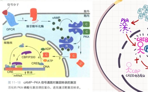 自用复盘：cAMP-PKA信号通路对细胞的调节
