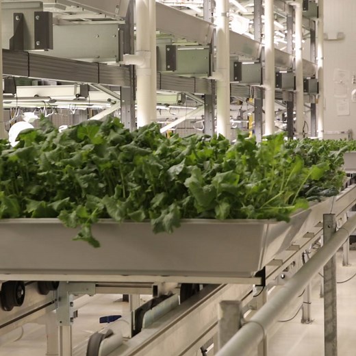 62K views · 524 reactions | This high-tech farm is growing crops in an entirely new way.  | CNBC | Facebook