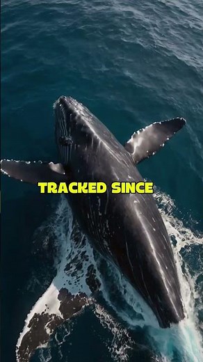 The Truth About the World’s Loneliest Whale