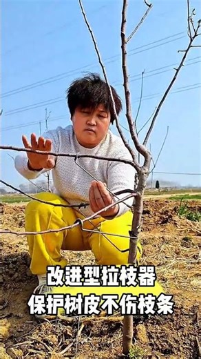 Smart Fruit Farming Hack 🌳 Softening Branches Before Using a Branch Puller for Better Growth