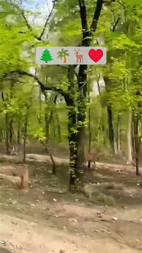 I love nature #dailyvlog #minivlog #11million #shorts #song#comedy