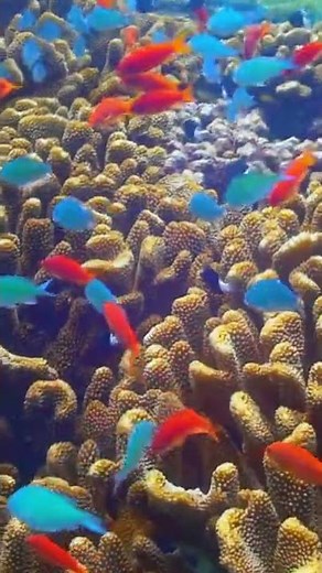 Colorful Coral Reef Diving, Bali