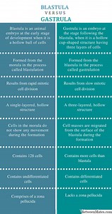 Blastula y Gastrula - BIOLOGíA 2026