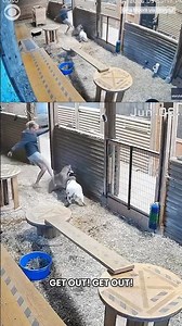 Woman jumps to save her goat after a cougar gripped its neck at British Columbia farm #shorts