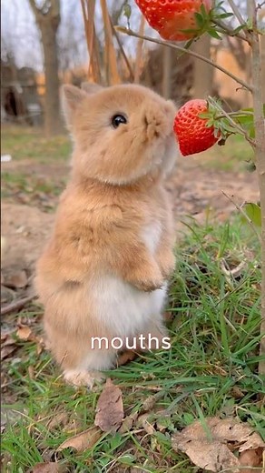 DID YOU KNOW : Rabbits' teeth grow non-stop! 🐇🦷