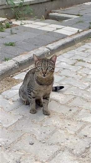 Don't yell at your mother! #explore #cat #mother #catvideos #catlover #funny #cute